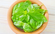 Húng quế - kháng sinh tự nhiên tuyệt vời cho sức khỏe