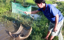 Khôi phục nguồn lợi cá đồng U Minh Thượng