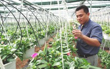 Tự tạo cơ hội: 'Chuyên gia' hạt giống về trồng hoa treo