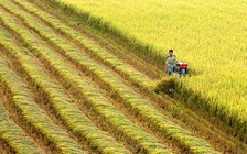 Không ngừng nâng cao chất lượng lương thực xuất khẩu