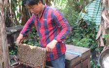 Khởi nghiệp từ nuôi ong