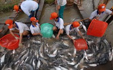 Thủy điện Pắc-Beng (Lào): Nguy cơ lớn cho đồng bằng Sông Cửu Long