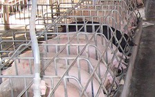 Sử dụng chất cấm trong chăn nuôi bị phạt đến 100 triệu đồng