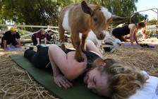 Dân Mỹ mê mẩn với yoga dê