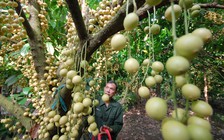 Nghị quyết trung ương 5: Nông nghiệp Việt mất dần giống