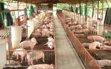 Đồng Nai dừng hỗ trợ chăn nuôi heo