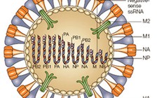 Lần đầu tiên chế được vắc xin có thể ngừa các loại vi rút cúm