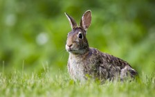 Cụ ông mắc bệnh 'sốt thỏ' vì khớp háng nhân tạo nhiễm khuẩn