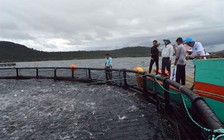 Triển vọng nuôi cá công nghiệp ở Phú Quốc
