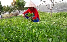 Triển vọng từ rau sâm biển