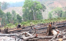 Chi phụ cấp kiểm lâm vượt quy định gần 11,4 tỉ đồng