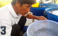 Thu nhập cao từ mô hình sản xuất cua giống