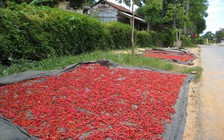 Nông sản khô và nguy cơ nhiễm nấm độc