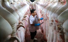 Xây dựng đề án truy xuất nguồn gốc heo, gà