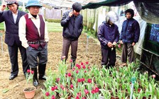 Tulip trên dãy Trường Sơn