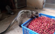 Nuôi chồn để làm... cà phê chồn