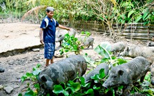 Thu nhập ổn định nhờ nuôi heo rừng