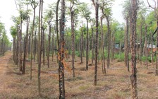 Tiêu chết, mất mùa, rớt giá…