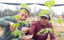 Rẽ ngang trồng rau