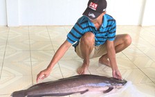 Cá trê nặng gần 12 kg, dài hơn 1 mét được bắt trên sông Cổ Chiên