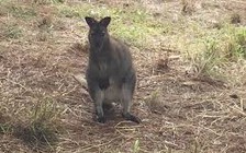 Thảo cầm viên Sài Gòn tiếp nhận chuột túi Wallaby và sếu