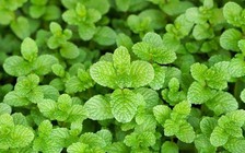 Chiết xuất bạc hà giúp chống vi khuẩn kháng thuốc