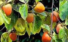 Lá cây hồng giúp cải thiện lưu thông máu