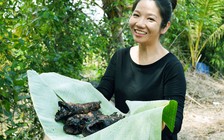 Người miền Tây bắt cá lóc đồng nướng trui rồi chấm muối ớt ăn tại chỗ