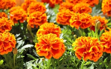 Lợi ích tuyệt vời của trà cúc vạn thọ