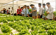 Đà Nẵng thu hút đầu tư: Nông nghiệp sạch cần 'bơm' vốn