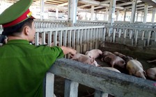 Kiểm soát việc vận chuyển heo qua biên giới