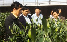 Trồng 17.000 chậu hoa lys và tulip trên đỉnh đèo Sa Mù