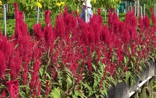 Năm mới 2020, người trẻ 'check in' tại làng hoa Sa Đéc