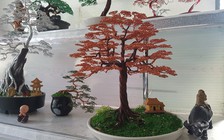 Chàng trai 'hô biến' dây đồng thành bonsai