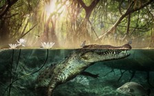 Cá sấu châu Mỹ nghi có nguồn gốc từ châu Phi