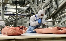 Chưa tết, giá thịt heo đã tăng