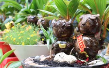 Trâu bonsai ‘làm duyên’ không bảng hiệu đem về cho chủ hàng trăm triệu đồng dịp Tết