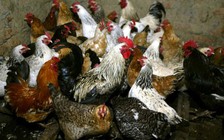 Cảnh giác cúm A/H5N8 lây sang người