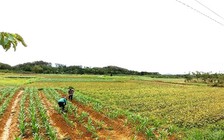 TP.HCM còn tình trạng đền bù đất công nghiệp kiểu 'da beo'