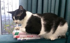 Cư dân mạng quan tâm: Mèo đi hiến máu cứu… mèo