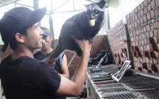 Chàng trai nuôi chồn hương doanh thu hàng trăm triệu đồng