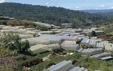 Lâm Đồng dẹp nhà kính, nhà lưới trên đất lâm nghiệp