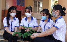 Học sinh làm trà thảo dược từ lá chùm ngây