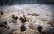 Trại nấm mối đen nổi tiếng của lão nông Nhà Bè có gì đặc biệt?