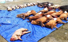 Vô cảm khi săn bắn, tiêu thụ động vật hoang dã