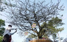 Độc đáo cây cảnh chơi tết