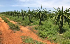 'Nhắm mắt' mua đất Phan Thiết cũng lời?