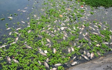 Đà Nẵng tái diễn tình trạng cá chết ở hồ