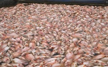 Ngư dân Đà Nẵng lo lắng vì chậm công bố nguyên nhân cá chết