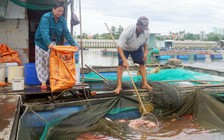Đà Nẵng: Sơ tán người dân khỏi các lồng bè khi áp thấp nhiệt đới đổ bộ